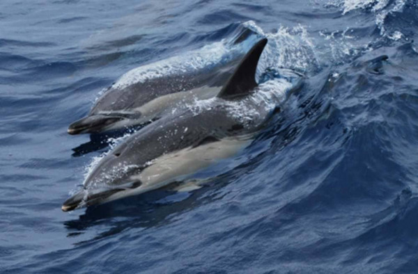 Наблюдение за китами и дельфинами
